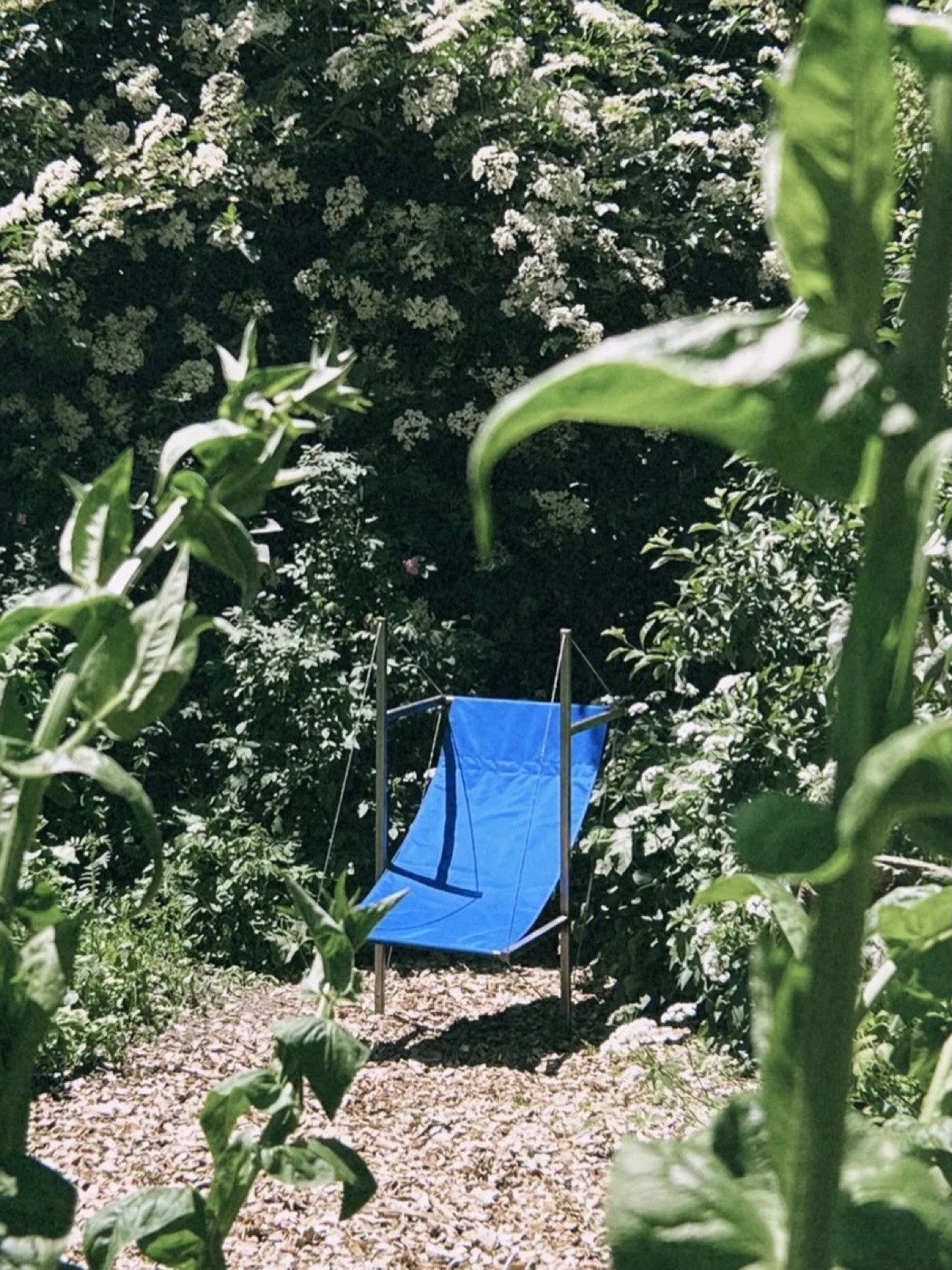 ACHOR en toile bleue, Jardin botanique de Lausanne